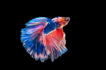 Halfmoon fighting fish is a beautiful betta fish with a half-circle shaped tail. There are many beautiful colors that are red, blue, orange and white. Isolated on black background.