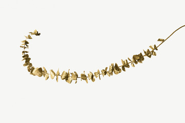 Brown Eucalyptus round leaves on white background mockup