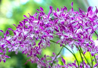 Obraz premium Dendrobium Aphyllum orchids flowers bloom in spring adorn the beauty of nature, a rare wild orchid decorated in tropical gardens