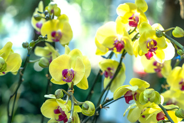 Phalaenopsis orchids flowers bloom in spring adorn the beauty of nature, a rare wild orchid decorated in tropical gardens