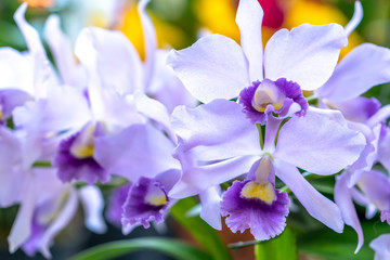 Cattleya Labiata flowers bloom in the spring sunshine, a rare forest orchid decorated in tropical gardens