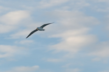 seagull on blue sky
