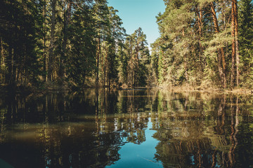 dense forest is reflected in the mirror of the lake on a sunny summer day