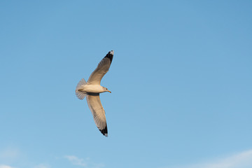 seagull in flight
