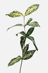 Gold dust croton branch on an off white background © rawpixel.com