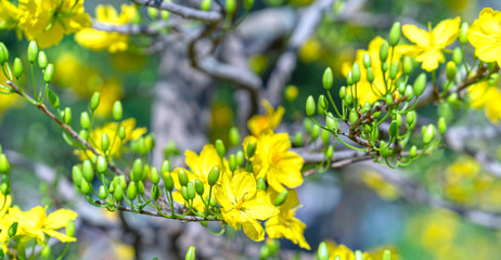 Yellow apricot flowers blooming fragrant petals signaling spring has come, this is the symbolic flower for good luck