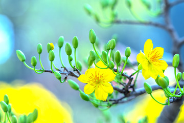 Yellow apricot flowers blooming fragrant petals signaling spring has come, this is the symbolic flower for good luck