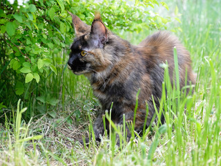 Maine Coon in a garden