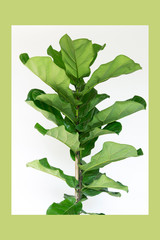 Scandinavian Decor style Plant Green Leaf.Fiddle Leaf Fig Tree