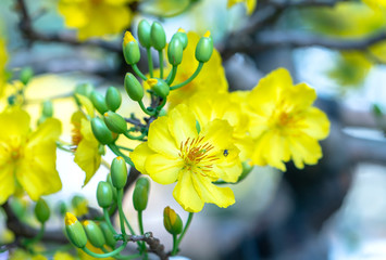 Yellow apricot flowers blooming fragrant petals signaling spring has come, this is the symbolic flower for good luck