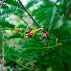wild rose hips
