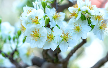 White apricot flowers blooming fragrant petals signaling spring has come, this is the symbolic flower for good luck