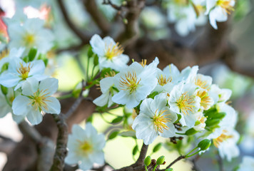 Fototapeta premium White apricot flowers blooming fragrant petals signaling spring has come, this is the symbolic flower for good luck
