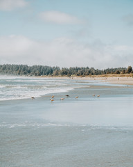 Rocky Foggy California / Oregon Coastline 