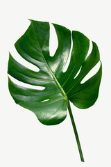 Monstera delicosa plant leaf on a white background mockup