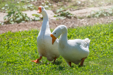 Two white big geese peacefully walking together in green grassy lawn on bright sunny day. Domestic goose, greylag goose or white goose, Anser cygnoides domesticus.