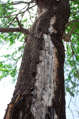 The tree that eats termites, the nest of the termites that perch on the tree.