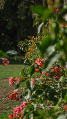 red and green leaves  and flowers