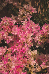 Close up of pink bouganvilla Flowers / Bush