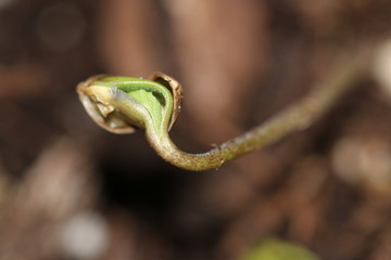 cannabis seed starting to grow