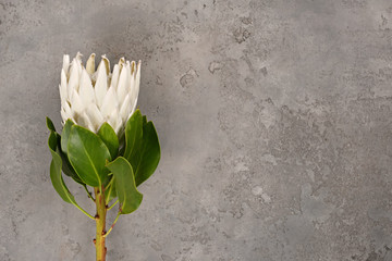 Flatlay white royal protea on light gray textured background. Flat lay, top view, copy space....