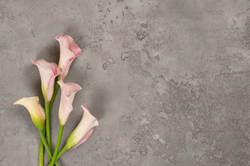 Flatlay pink white calla lilies on light gray textured background. Flat lay, top view, copy space....