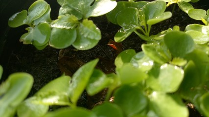 water drops on a plant and soil for planting trees