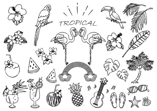 733 Best トロピカルドリンク Images Stock Photos Vectors Adobe Stock