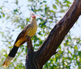 American Dwarf Falcon