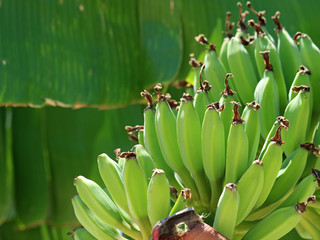 young green unripe bananas on Musa x paradisiaca, dessert banana tree, close up © Andreas