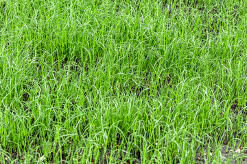 Young lawn grass begins to grow on the backyard lawn.