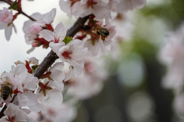 cherry blossom, close-up, white-pink flowers with delicate petals, pistil and stamen, macro, background Japan  