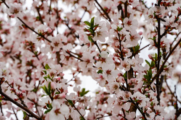 beautiful blooming cherry tree, pink white small flowers, against a cloudy sky, spring colorful background
