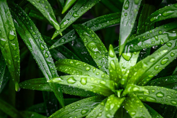 Drops of water after the rain on the leaves of garden plants.