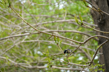 background of green spring forest, park, curious big tit on a branch
                              