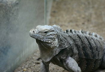 Cuban ground iguana