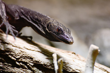 Varanus beccarii black
