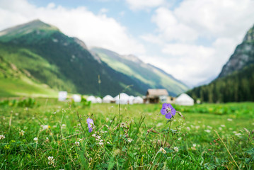 Beautiful flowers in alpine meadows at Altyn Arashan, Kyrgyzstan