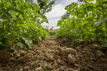 Potato plants and drip irrigation system in garden. Some bulgarians with houses cultivate vegetables in their gardens because they taste more delicious than these in markets.