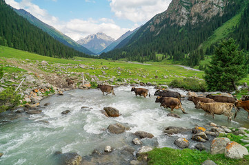 A herd of cows is crossing stream among a beautiful landscape at Altyn Arashan, Kyrgyzstan