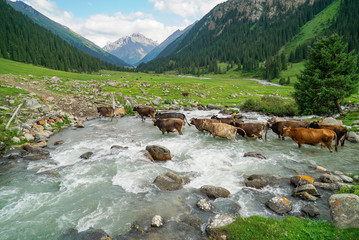 A herd of cows is crossing stream among a beautiful landscape at Altyn Arashan, Kyrgyzstan