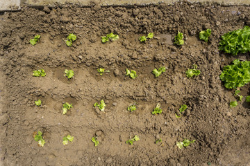 Green lettuce arranged in the garden. Some bulgarians with houses cultivate vegetables in their gardens because they taste more delicious than these in markets.