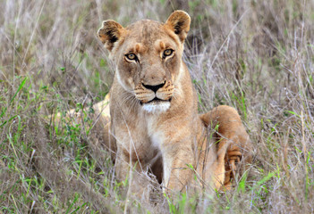 Obraz na płótnie Canvas Hlane Royal National Park, Swaziland,,young lioness Junge Löwin im Hlane Nationalpark, Swasiland