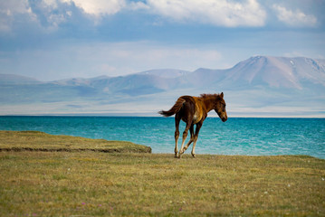 Horse Running at the lakeside, Song Kul Lake, Kyrgyzstan - 351462901