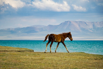 Horse Running at the lakeside, Song Kul Lake, Kyrgyzstan - 351462915