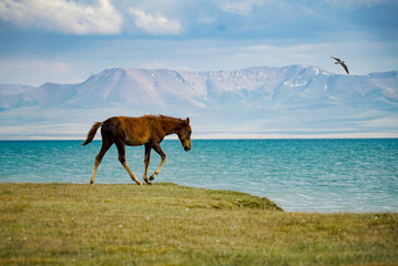 Horse Running at the lakeside, Song Kul Lake, Kyrgyzstan