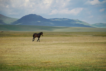 Horse free running at Song Kul Lake in Kyrgyzstan - 351462927