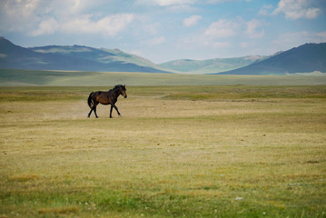 Horses are running and eating in grassland at the lakeside of Song Kul Lake, Kyrgyzstan - 351462969