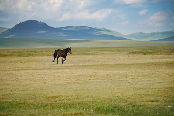 Horses are running and eating in grassland at the lakeside of Song Kul Lake, Kyrgyzstan - 351462970