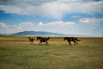 Horses are running and eating in grassland at the lakeside of Song Kul Lake, Kyrgyzstan